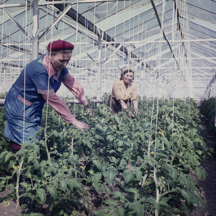 minerva_dn_1979_2384_comuna_varias_001