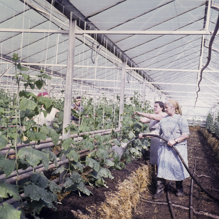 minerva_dn_1979_2384_comuna_varias_002