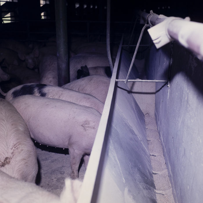 minerva_dn_1979_2384_comuna_varias_006