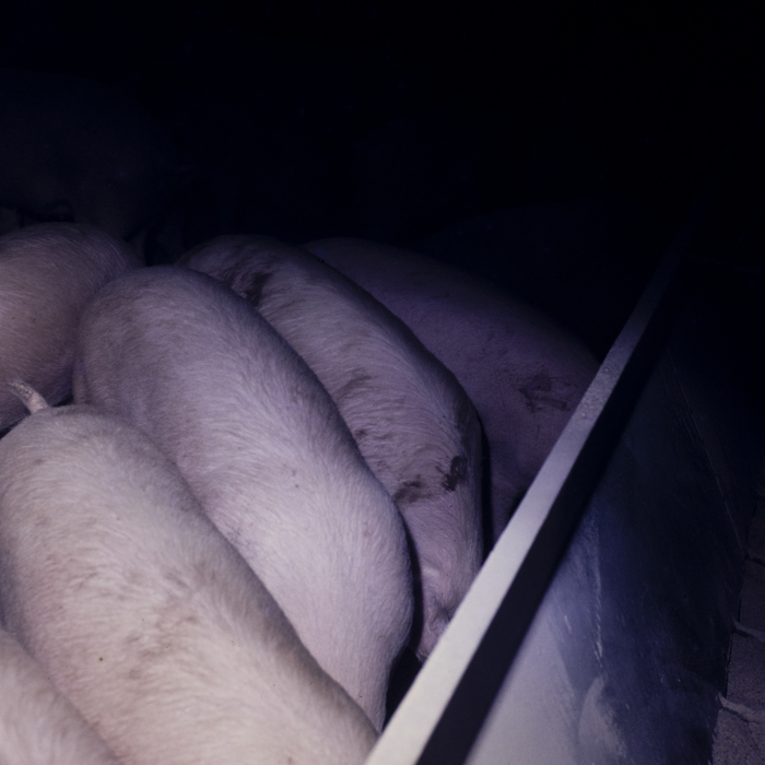 minerva_dn_1979_2384_comuna_varias_007