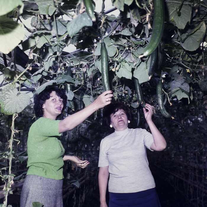 minerva_dn_1979_2398_craiova_salcuta_002