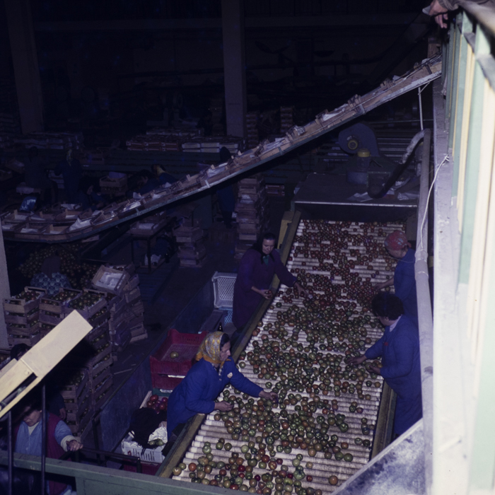 minerva_dn_1979_2398_craiova_salcuta_005