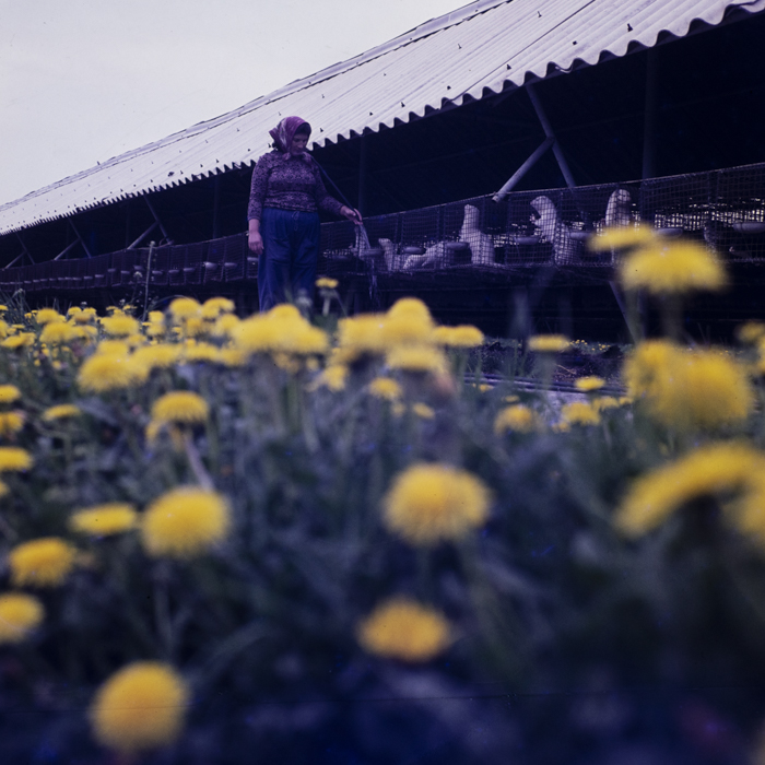 minerva_dn_1979_2404_prejmer_004