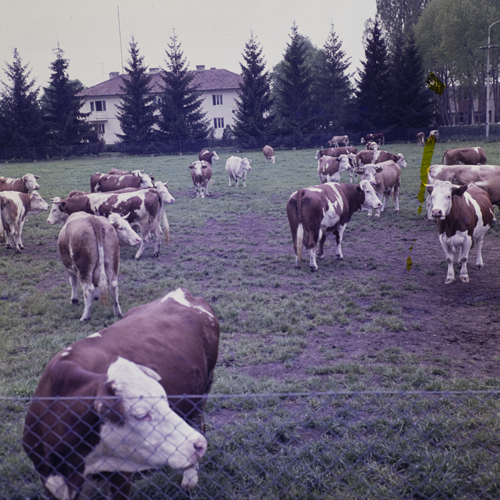 minerva_dn_1979_2404_prejmer_005