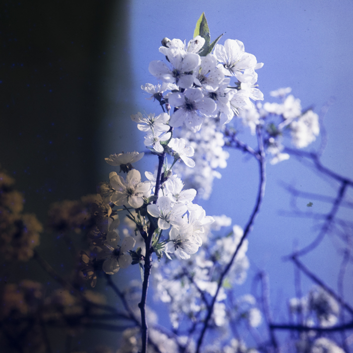 minerva_dn_1979_2409_aspecte_bucuresti_006