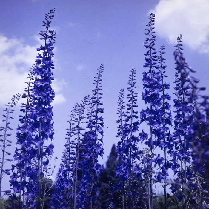 minerva_dn_1979_2409_aspecte_bucuresti_008