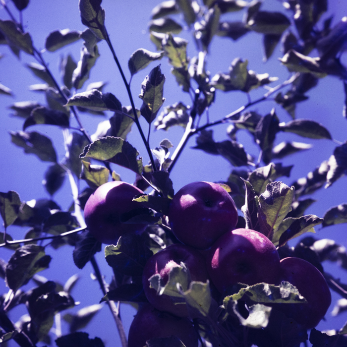 minerva_dn_1979_2431_agricultura_remetea_002