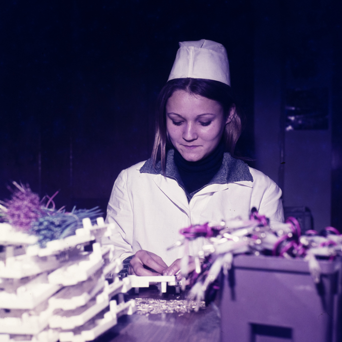 minerva_dn_1979_2433_iaen_timisoara_002