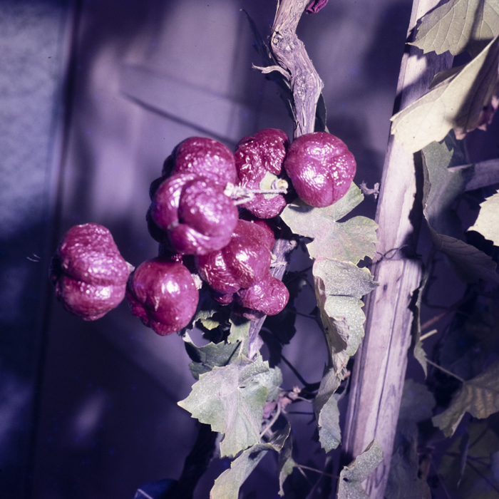 minerva_dn_1979_2434_c_a_p_mailat_c_a_p_jud_arad_001