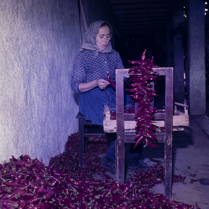 minerva_dn_1979_2434_c_a_p_mailat_c_a_p_jud_arad_002