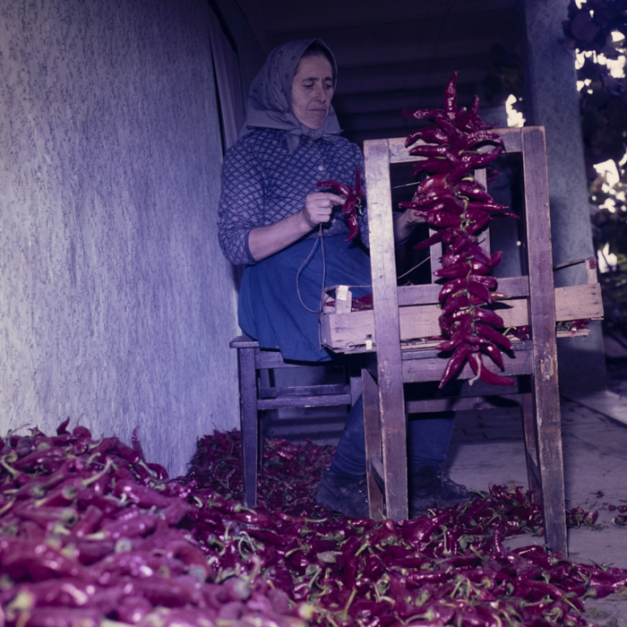 minerva_dn_1979_2434_c_a_p_mailat_c_a_p_jud_arad_004