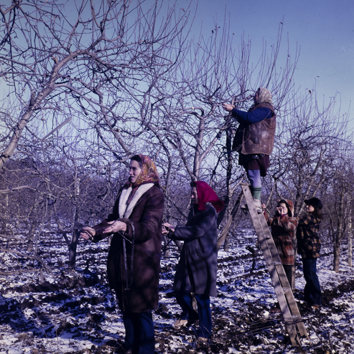 minerva_dn_1979_2447_com_reteag_jud_bistrita_nasaud_007