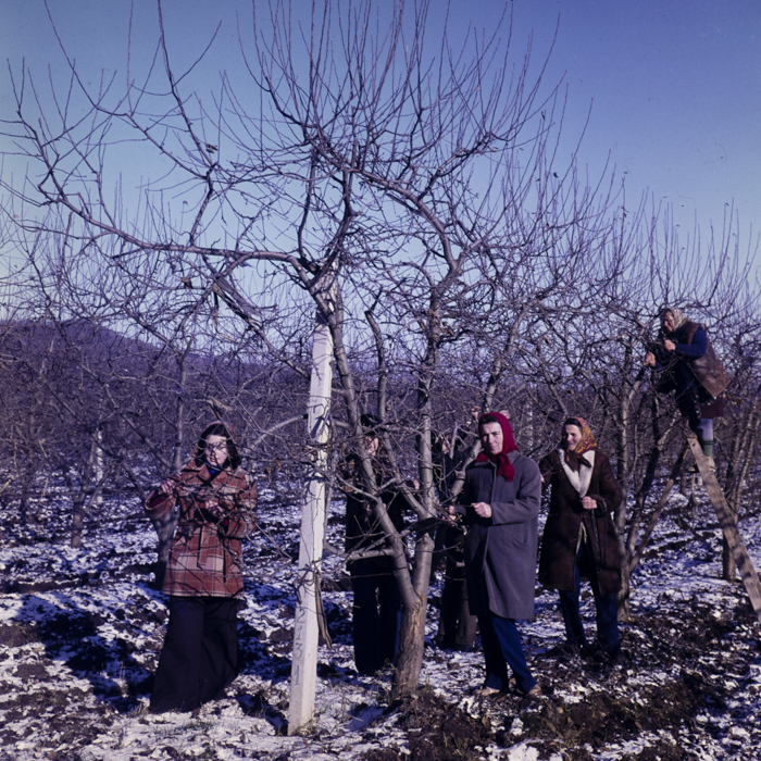 minerva_dn_1979_2447_com_reteag_jud_bistrita_nasaud_008