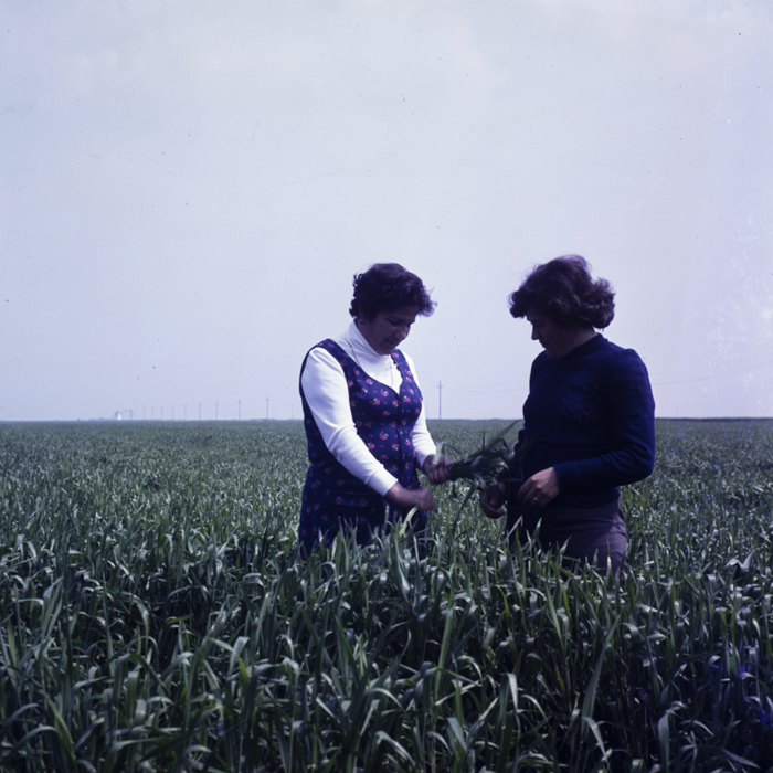 minerva_dn_1980_1483_c.a.p_putinei_judetul_teleorman_001