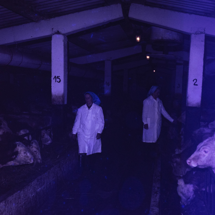 minerva_dn_1980_2452_targu_secuiesc_d.a.s_001