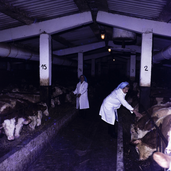 minerva_dn_1980_2455_sf_gheorghe_arcus_001