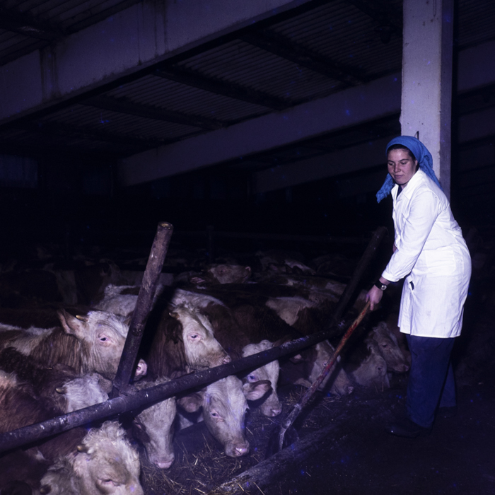 minerva_dn_1980_2455_sf_gheorghe_arcus_002