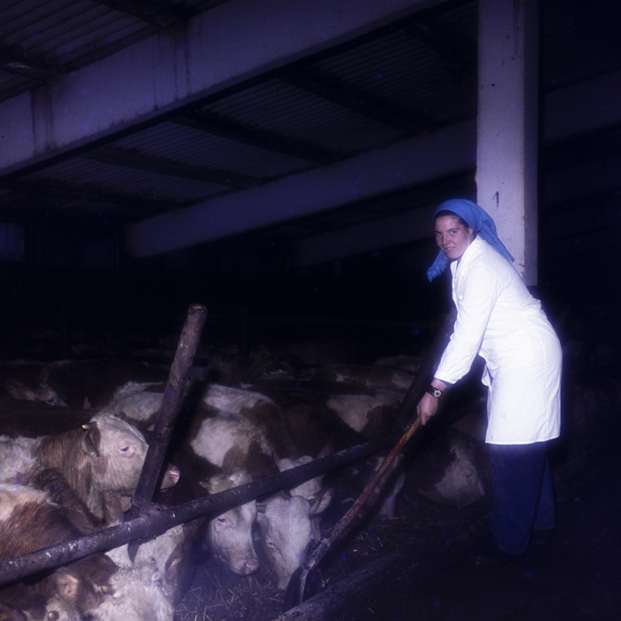 minerva_dn_1980_2455_sf_gheorghe_arcus_003