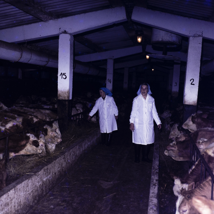 minerva_dn_1980_2455_sf_gheorghe_arcus_008