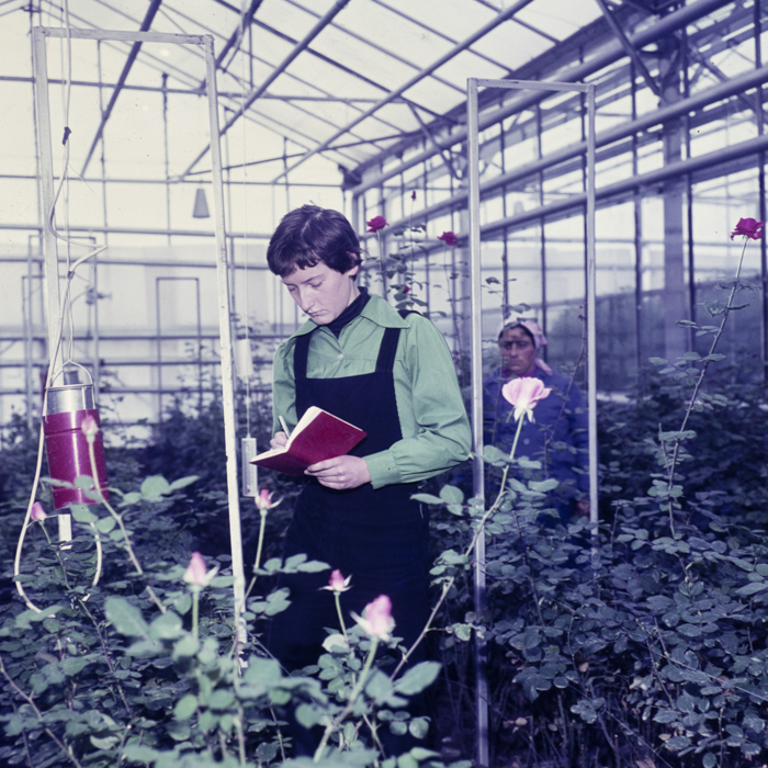 minerva_dn_1980_2457_codlea_judetul_brasov_001