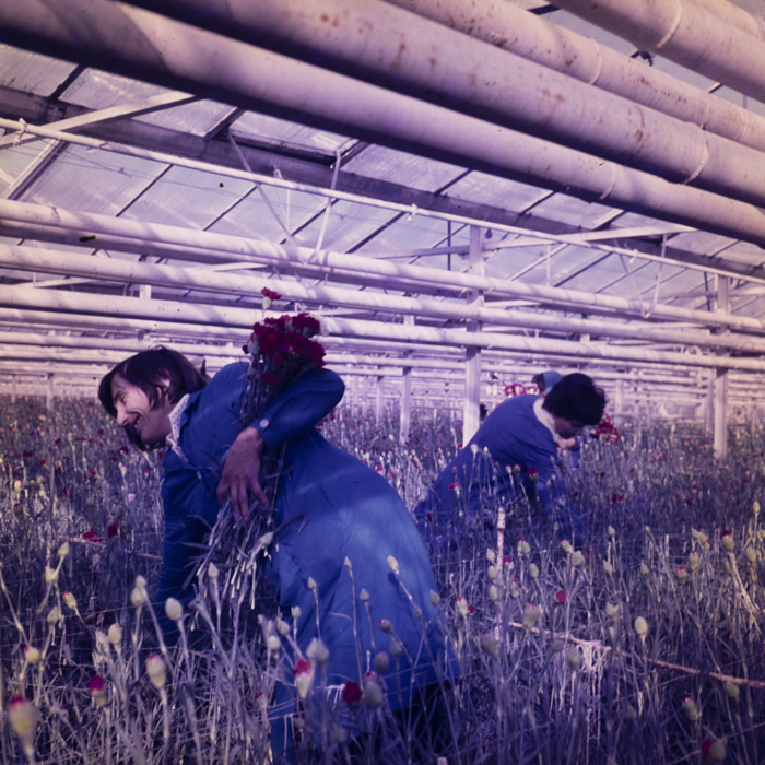 minerva_dn_1980_2462_aspecte_seini_002