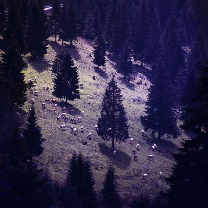 minerva_dn_1980_2462_aspecte_seini_004