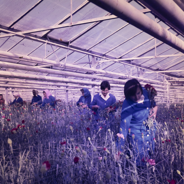 minerva_dn_1980_2462_aspecte_seini_009