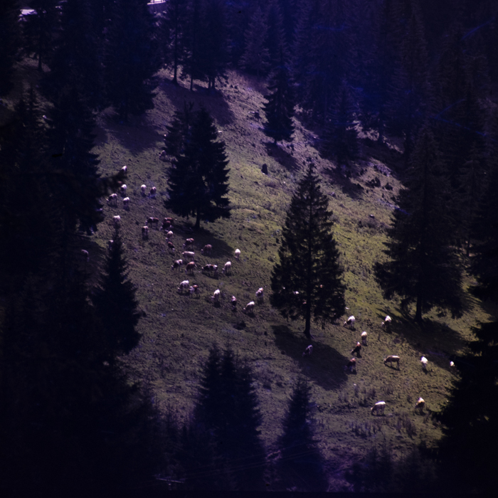 minerva_dn_1980_2462_aspecte_seini_015