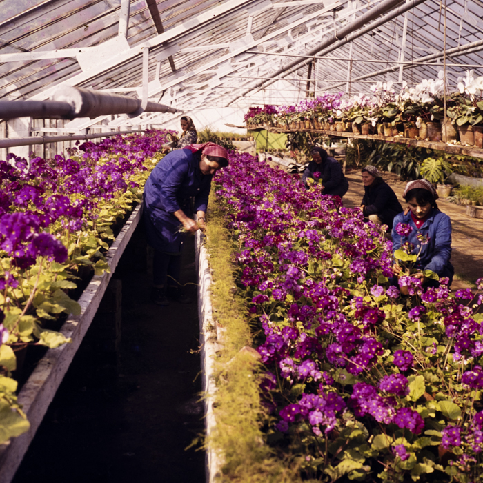 minerva_dn_1980_2465_aspecte_jud._satu_mare001