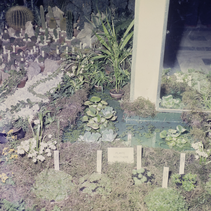 minerva_dn_1980_2469_expozitie_de_flori_001