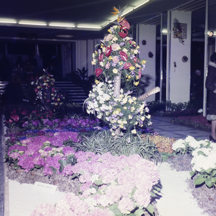 minerva_dn_1980_2469_expozitie_de_flori_003