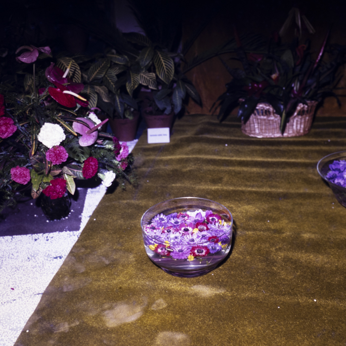 minerva_dn_1980_2469_expozitie_de_flori_006