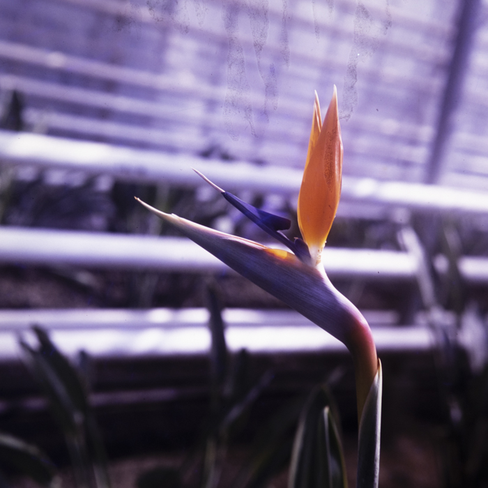 minerva_dn_1980_2469_expozitie_de_flori_011