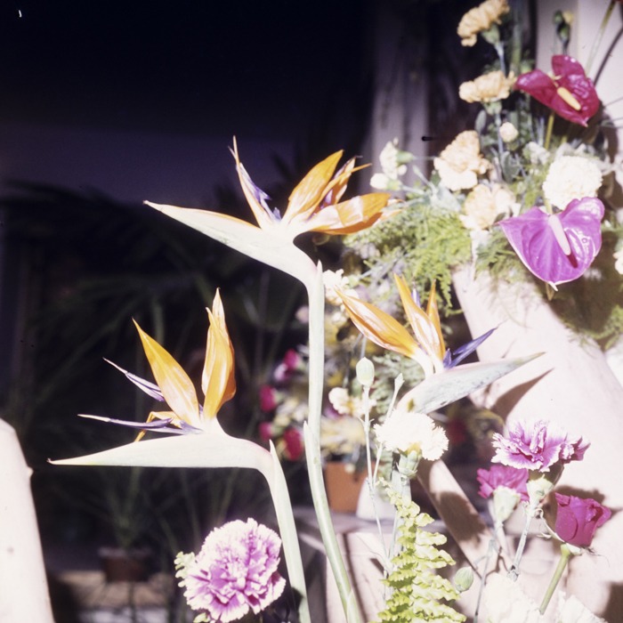 minerva_dn_1980_2469_expozitie_de_flori_012