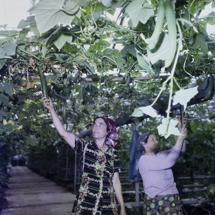 minerva_dn_1980_2480_c.a.p_butesti_001