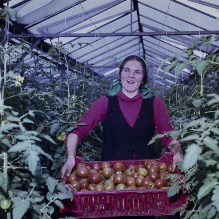 minerva_dn_1980_2480_c.a.p_butesti_002