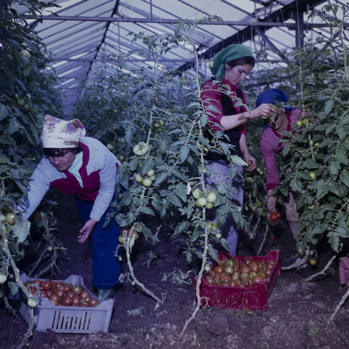 minerva_dn_1980_2480_c.a.p_butesti_003