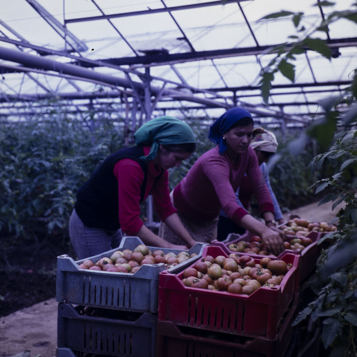 minerva_dn_1980_2480_c.a.p_butesti_004