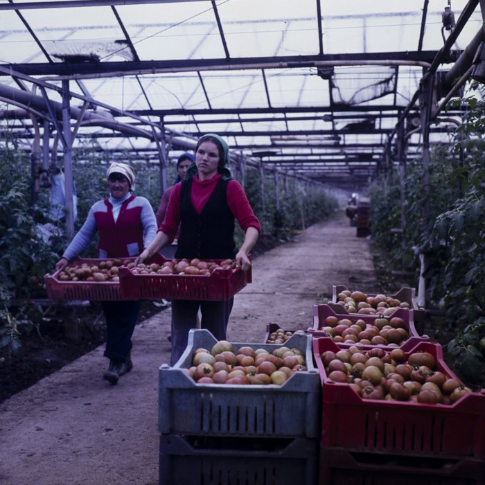 minerva_dn_1980_2480_c.a.p_butesti_005