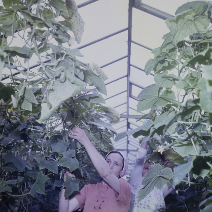 minerva_dn_1980_2480_c.a.p_butesti_006