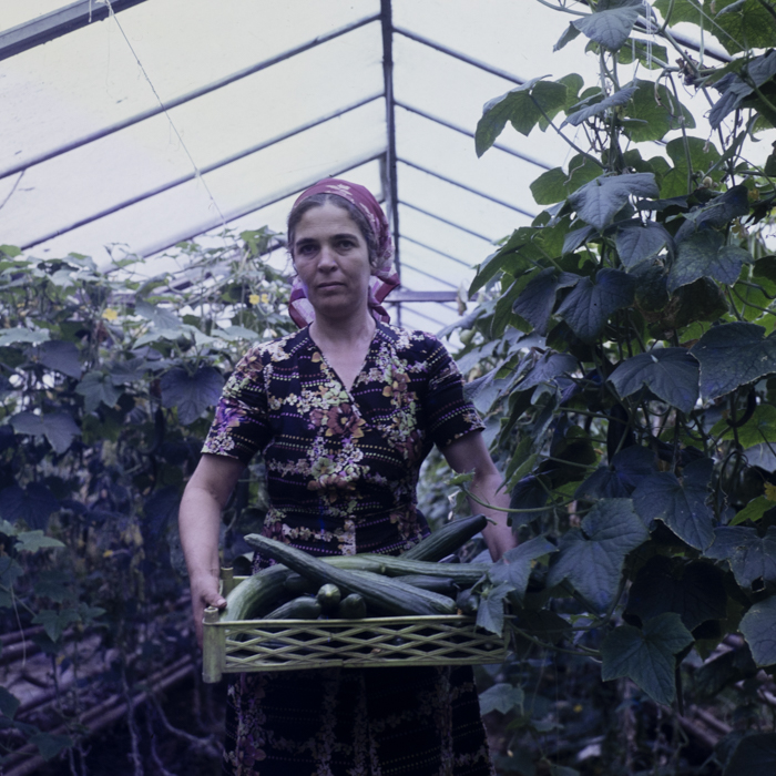 minerva_dn_1980_2480_c.a.p_butesti_007