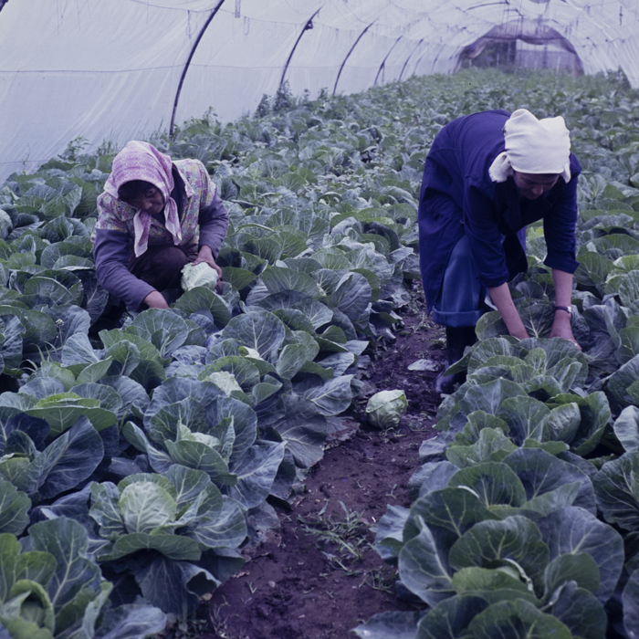 minerva_dn_1980_2480_c.a.p_butesti_008