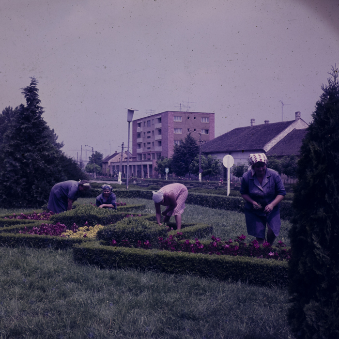 minerva_dn_1980_2496_sannicolau_judetul_timis_011