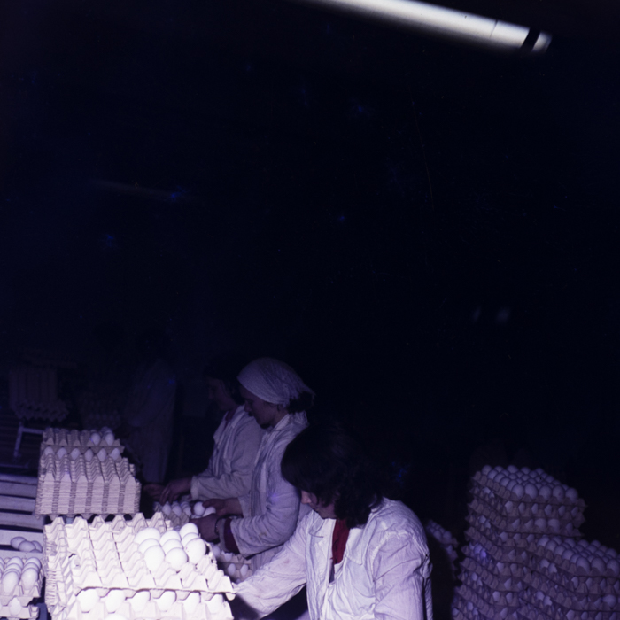 minerva_dn_1980_2512_jud_covasna_003