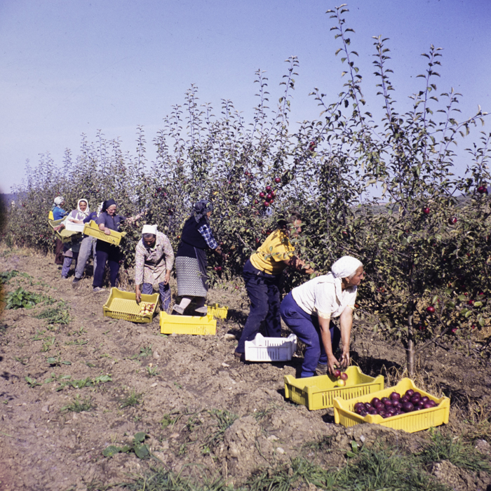 minerva_dn_1980_2517_aspecte_jud_covasna_002