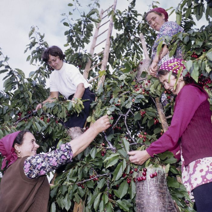 minerva_dn_1981_2565_comuna_cireseni_harghita_001