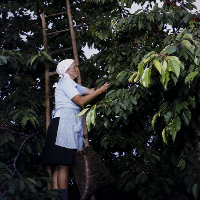 minerva_dn_1981_2565_comuna_cireseni_harghita_003