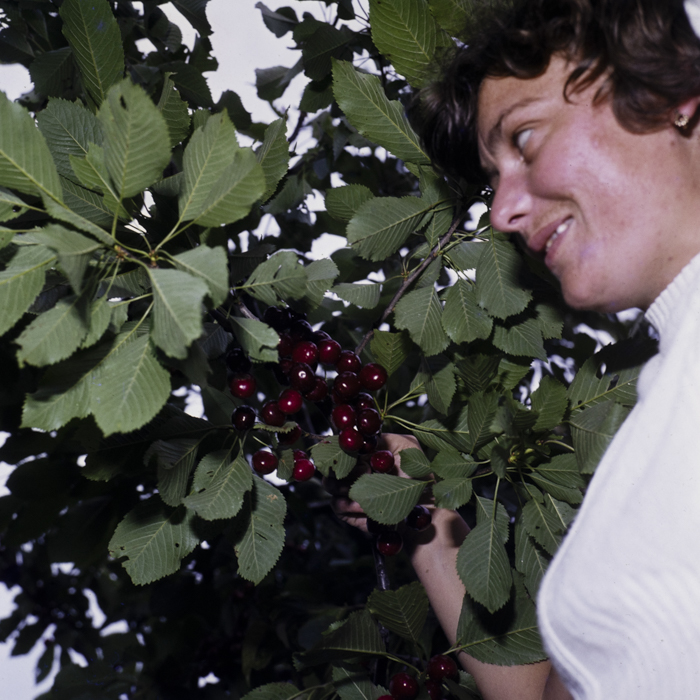 minerva_dn_1981_2565_comuna_cireseni_harghita_004