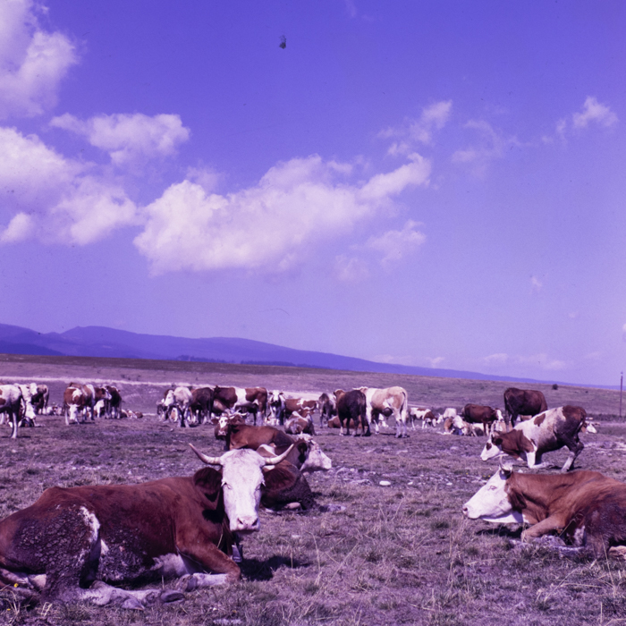 minerva_dn_1982_2894_c.a.p_miercurea_ciuc_001