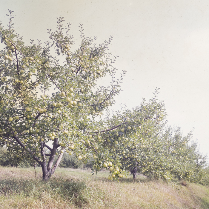 minerva_dn_1982_aspecte_din_livezi_(mere)_001